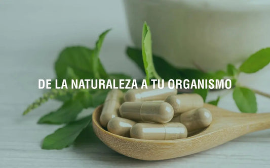 El-papel-de-los-adaptógenos-en-la-regulación-del-eje-hipotálamo-hipófisis-suprarrenal Adaptoheal