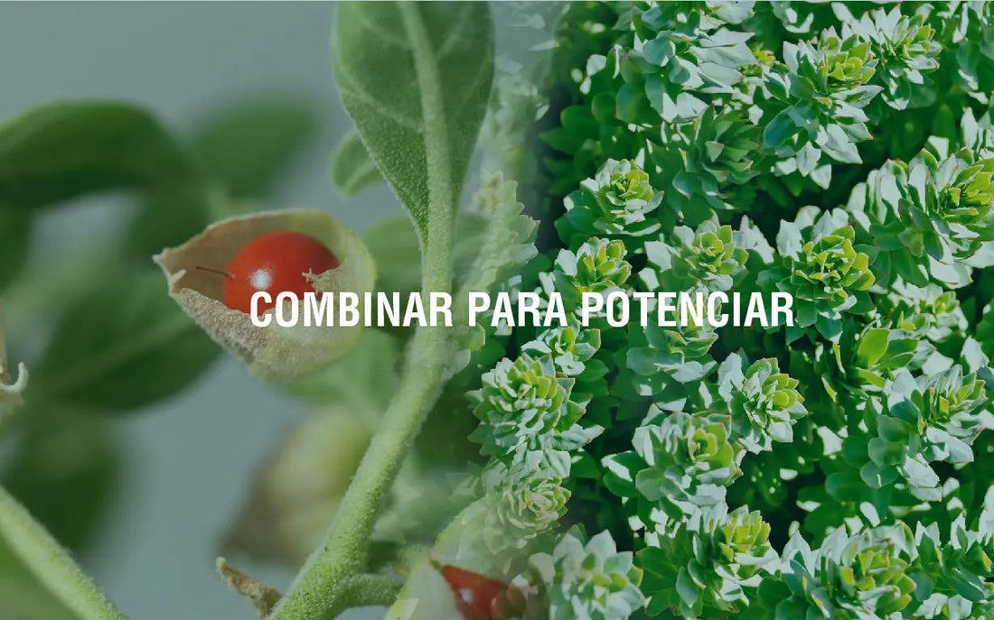 El-poder-de-la-sinergia-de-los-Adaptógenos Adaptoheal