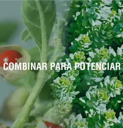 El poder de la sinergia de los Adaptógenos Adaptoheal