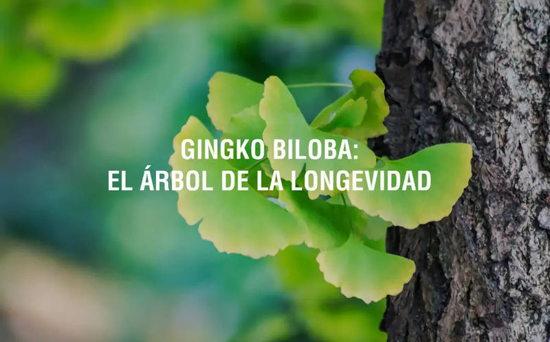 Gingko Biloba: El árbol de la longevidad Adaptoheal