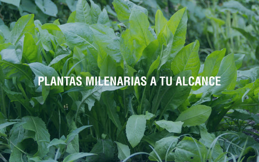 ¿Qué son los adaptógenos? Adaptoheal