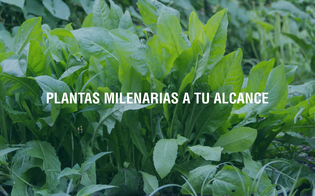 ¿Qué son los adaptógenos? Adaptoheal