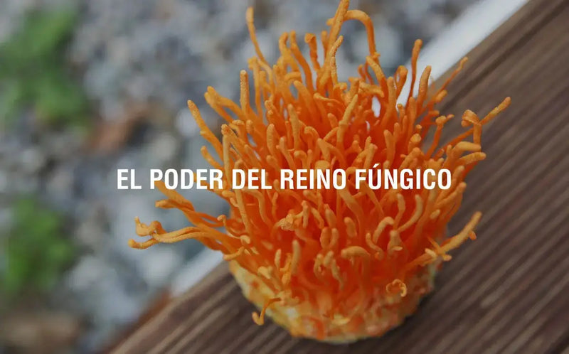 ¿Qué son los hongos adaptógenos? Adaptoheal