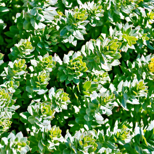 Rhodiola