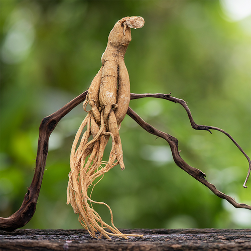 Ginseng siberiano