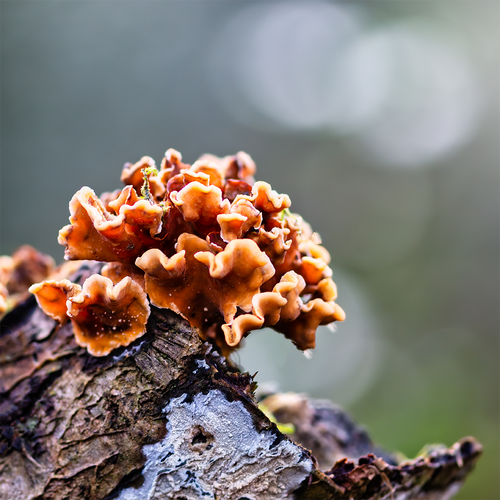 Reishi