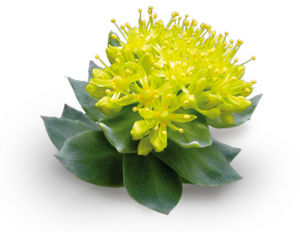 Rhodiola